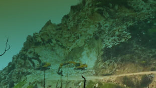 Yasa Hazır, Katliama Sessiz Kalmayın!